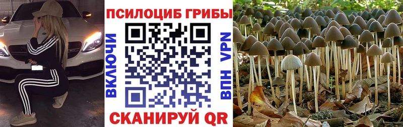 хочу наркоту МЕГА зеркало Галлюциногенные грибы Psilocybe Полесск